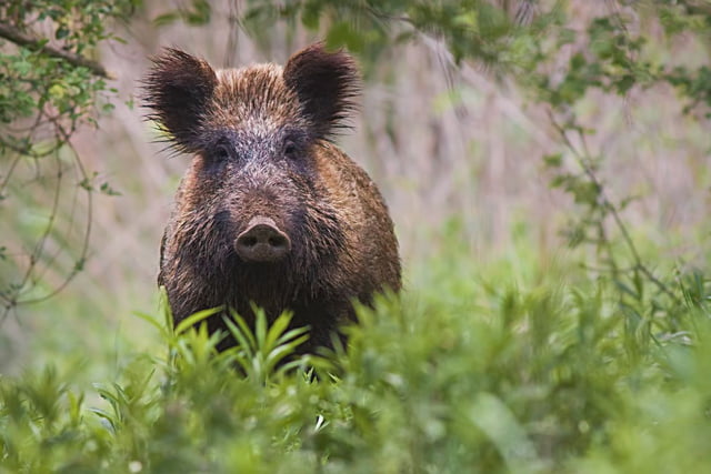 Afrikanische Schweinepest ausgebrochen: Diese Schutzmaßnahmen gelten.jpg